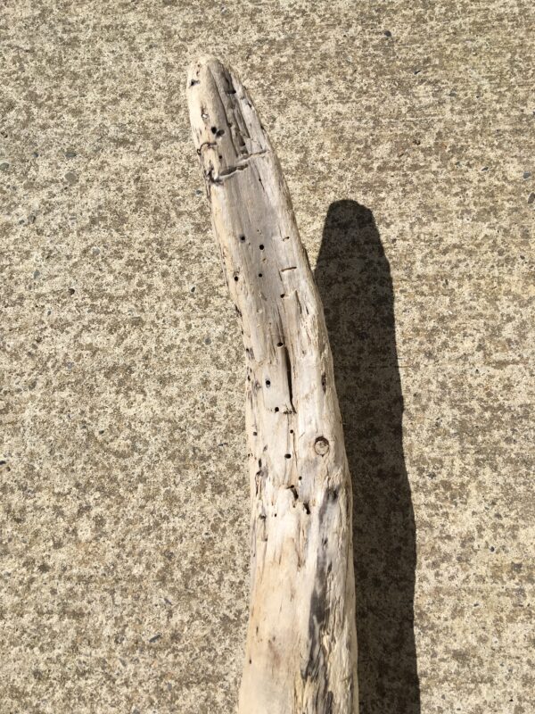 Branche massive de bois flotté vue 6