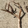 2 branches de bois flotté ramifiées vue 2