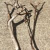 2 branches de bois flotté ramifiées vue 4