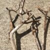 2 branches de bois flotté ramifiées vue 5
