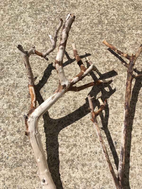 2 branches de bois flotté ramifiées vue 5