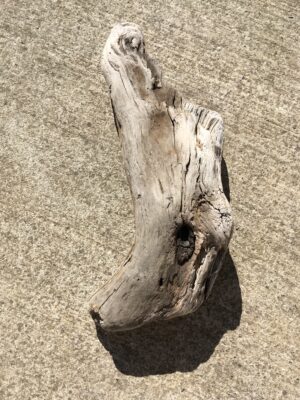 Grosse souche de bois flotté vue 1