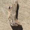 Grosse souche de bois flotté vue 3