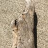 Grosse souche de bois flotté vue 4