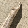 Souche de bois flotté fuselée vue 4