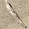 Souche de bois flotté fuselée vue 5