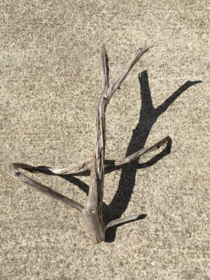 Branche de bois flotté sculpturale et ramifiée vue 1